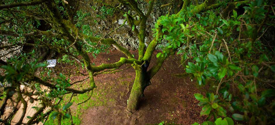 El árbol mágico